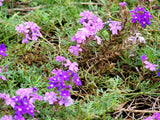 500 Purple HARDY MOSS VERBENA Tenuisecta Fragrant Flower Seeds