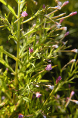 100 CINNAMON WILLOWHERB Eastern Purpleleaf Epilobium Coloratum Flower Seeds