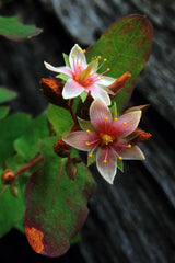 50 Marsh SAINT JOHN'S WORT Hypericum Virginicum Pink Mauve Flower Seeds