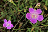 100 FALSE PURPLE FOXGLOVE Rose Gerardia Wetland Agalinis Purpurea Flower Seeds