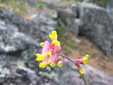 50 ROCK HARLEQUIN Pink & Yellow Corydalis Sempervirens Flower Seeds