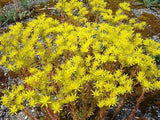 50 BLUE SPRUCE SEDUM Reflexum Succulent Jenny's Stonecrop Goldmoss Yellow Flower Seeds
