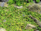 1000 Bulk CORSICAN MINT Mentha Requienii Herb Fragrant Ground Cover Flower Seeds