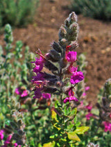 20 CAT THYME Teucrium Marum aka Cat Crack, Kitty Crack, & Mediterranean Germander Silvery Foliage Red Purple Flower Herb Sub-Shrub Seeds