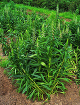 200 GRECIAN FOXGLOVE Wooly Digitalis Lanata Hummingbird White Yellow Purple Brown Flower Seeds