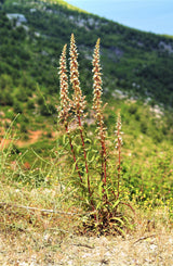200 GRECIAN FOXGLOVE Wooly Digitalis Lanata Hummingbird White Yellow Purple Brown Flower Seeds
