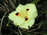 20 YELLOW AFRICAN IRIS Fortnight Lily Dietes Bicolor Butterfly Flag Spanish Peacock Iris Flower Seeds