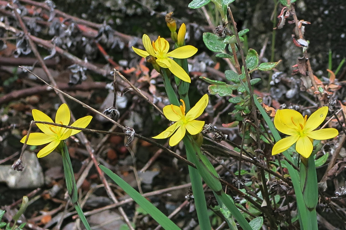 10 YELLOW EYED GRASS Ornamental Sisyrinchium Californicum Flower Seeds