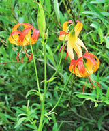 10 LEOPARD LILY California Tiger Lily Panther Lilium Pardalinum Yellow Orange Red Spotted Native Flower Seeds