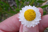 250 WHITE WINGED EVERLASTING Ammobium Alatum Flower Seeds