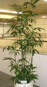5 BAMBOO PALM Chamaedorea Seifrizii Reed or Parlor Palm Tree Sun Shade Houseplant Seeds