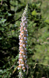 200 GRECIAN FOXGLOVE Wooly Digitalis Lanata Hummingbird White Yellow Purple Brown Flower Seeds