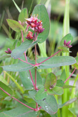 50 Marsh SAINT JOHN'S WORT Hypericum Virginicum Pink Mauve Flower Seeds