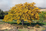 10 Thornless HONEYLOCUST Gleditsia Triacanthos Inermis Imperial Honey Locust Golden Yellow Tree Seeds