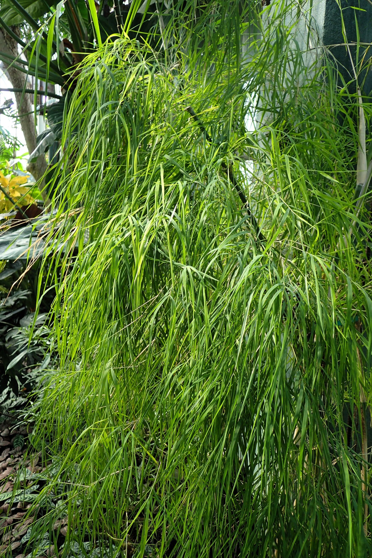 10 MEXICAN WEEPING BAMBOO Otatea Acuminata Rare Seeds