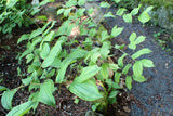 10 HOOKERS FAIRYBELLS Drops of Gold Prosartes Disporum Hookeri Native Flower Seeds