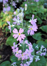100 PINK FAIRY PRIMROSE Primula Malacoides Baby Primrose Shade Houseplant Flower Seeds