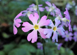 100 PINK FAIRY PRIMROSE Primula Malacoides Baby Primrose Shade Houseplant Flower Seeds