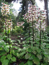 10 Seeds GIANT HIMALAYAN LILY Cardiocrinum Giganteum White & Red Shade Flower