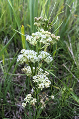 20 WHITE WORLED (Horesetail) MILKWEED Asclepias Verticillata Flower Seeds