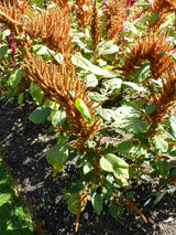 100 Organic HOT BISCUITS AMARANTHUS Cruentus Coppery Bronze Plumes Flower Seeds
