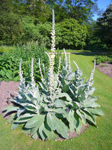 100 WHITE BLUSH VERBASCUM Blattaria Albiflorum Moth Mullein Flower Seeds