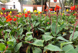 5 MIXED CANNA LILY Generalis Mix Colors Red Yellow Hummingbird Flower Seeds