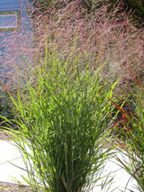 1000 SWITCHGRASS Tall Panic Switch Grass Panicum Virgatum Red Flower Seeds
