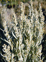 100 SILVER SAGEBRUSH Artemisia Cana Dwarf Sagebrush Silver Wormwood Herb Flower Seeds