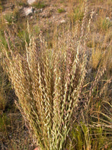 100 MESQUITE / SIDEOATS GRASS Ornamental Bouteloua Curtipendula Seeds