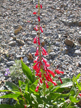 150 Eatons RED FIRECRACKER PENSTEMON Eatonii Native Hummingbird Flower Seeds