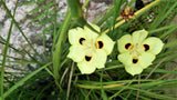 20 YELLOW AFRICAN IRIS Fortnight Lily Dietes Bicolor Butterfly Flag Spanish Peacock Iris Flower Seeds