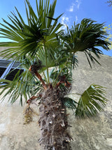 10 WAGNER WINDMILL PALM Dwarf Chusa Trachycarpus Fortunei Wagnerianus Tree Houseplant Seeds