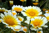 1000 GARLAND CROWN DAISY Chrysanthemum Coronarium Glebionis White Yellow Flower Seeds