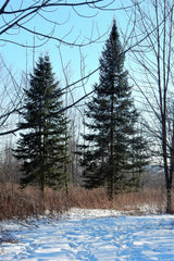 30 BALSAM FIR Tree Abies Balsamea Christmas Tree Silver Pine Canadian Fir Native Evergreen Seeds