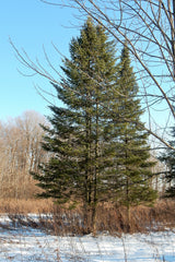 Grow Your Own CHRISTMAS TREE - Balsam Fir ( Abies Balsamea ) Gift Packet of Tree Seeds