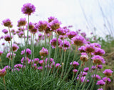 50 SEA THRIFT Armeria Maritima California Sea Pink Cliff Rose Cushion Pink Lavender Native Maritime Flower Seeds