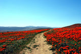 100 RED CALIFORNIA POPPY Eschscholzia Californica Native Flower Seeds