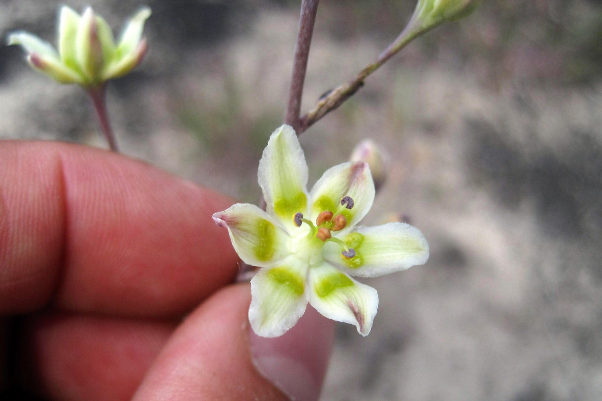 100 WHITE CAMAS Anticlea Elegans Zigadenus Camass Alkali Native Flower Seeds