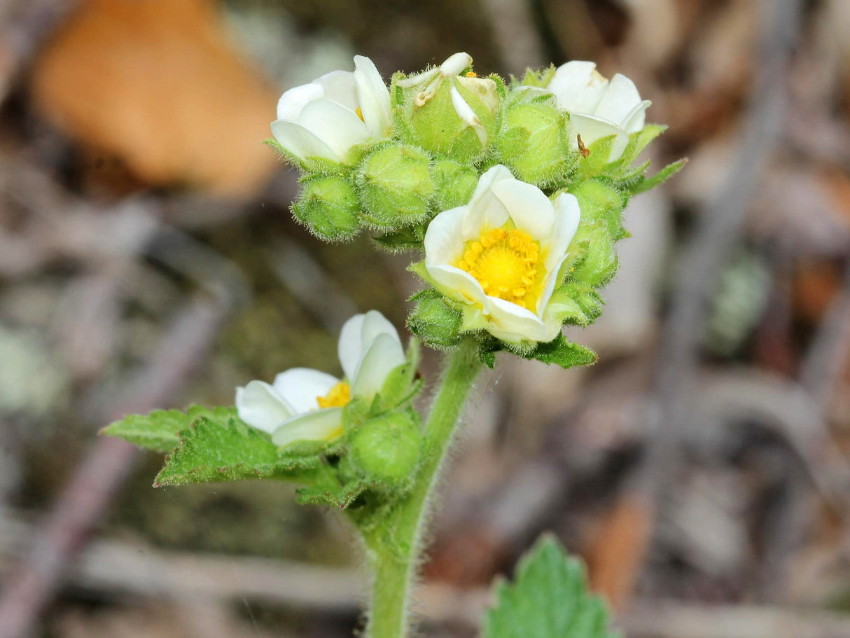 50 PRAIRIE CINQUEFOIL Tall Potentilla Drymocallis Arguta White Pale Yellow Native Flower Seeds