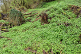 100 PIGGYBACK Plant YOUTH On AGE Tolmiea Thousand Mothers Menziesii Flower Seeds