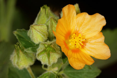 100 COUNTRY MALLOW (Bala / Flannel Weed) Sida Cordifolia Flower Seeds