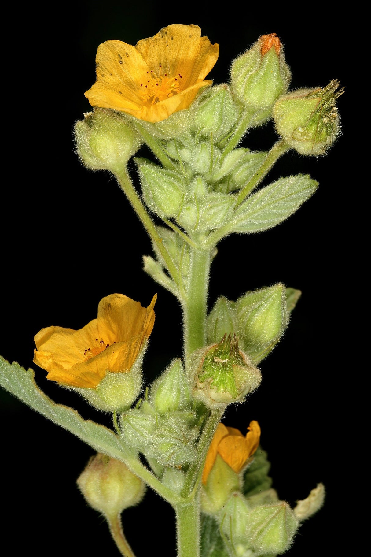 100 COUNTRY MALLOW (Bala / Flannel Weed) Sida Cordifolia Flower Seeds