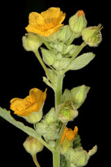 100 COUNTRY MALLOW (Bala / Flannel Weed) Sida Cordifolia Flower Seeds