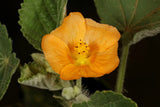 100 COUNTRY MALLOW (Bala / Flannel Weed) Sida Cordifolia Flower Seeds