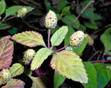 100 AZTEC SWEET HERB aka Honeyherb, Lippia, Mayan Mint, Dulce Buttons. Lippia Dulcis Phyla White Flower Seeds