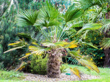 10 WAGNER WINDMILL PALM Dwarf Chusa Trachycarpus Fortunei Wagnerianus Tree Houseplant Seeds