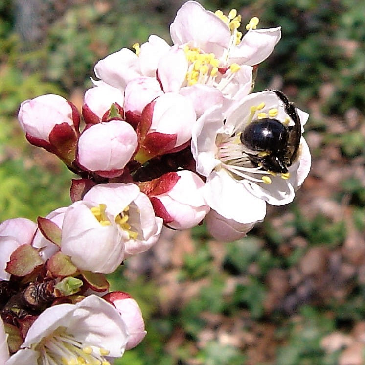 5 MANCHURIAN APRICOT Fruit Tree Flowering Prunus Mandshurica Seeds