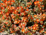 20 Apricot DESERT GLOBEMALLOW Mallow Sphaeralcea Ambigua Flower Seeds