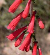 150 Eatons RED FIRECRACKER PENSTEMON Eatonii Native Hummingbird Flower Seeds